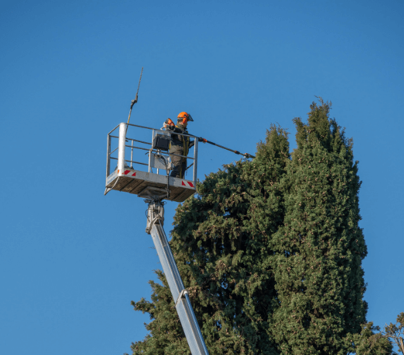a man trimming a tall tree