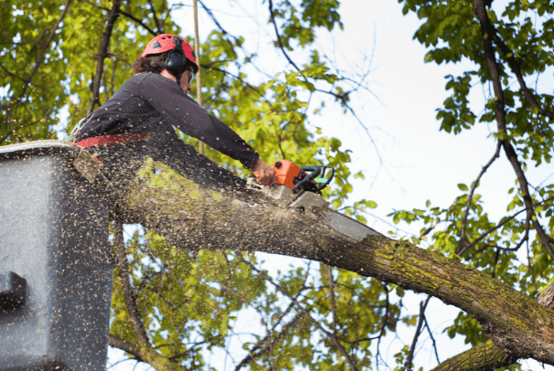 A man in a cherrypicker using a chainsaw to cut off a limb